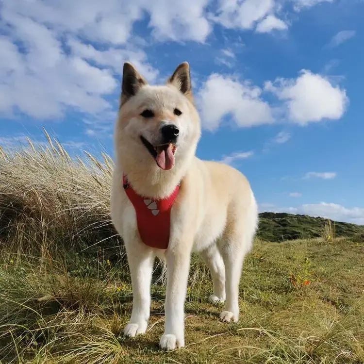 Japanese Akita