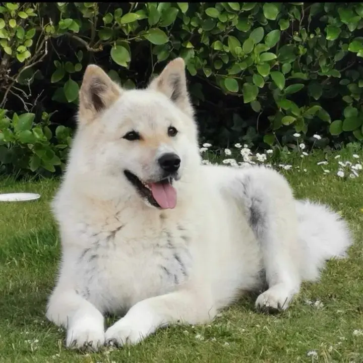 Japanese Akita