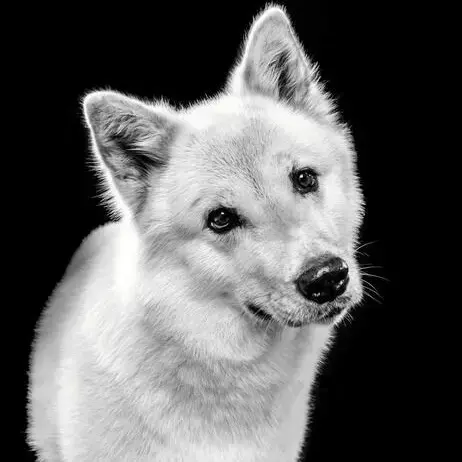 Japanese Akita