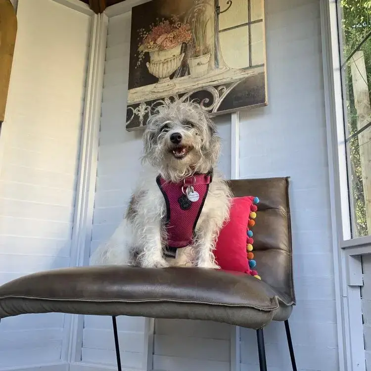 Jack Russell Terrier