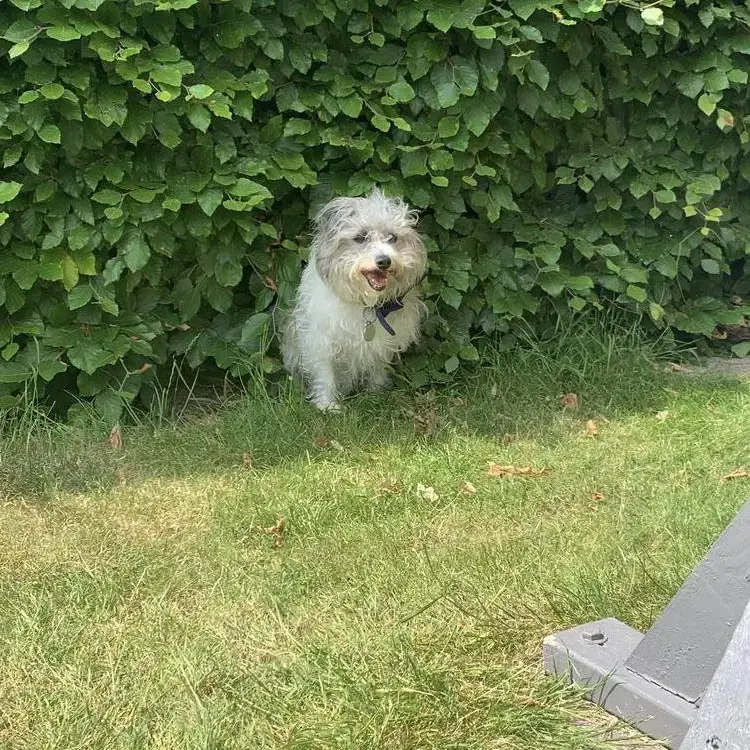 Jack Russell Terrier