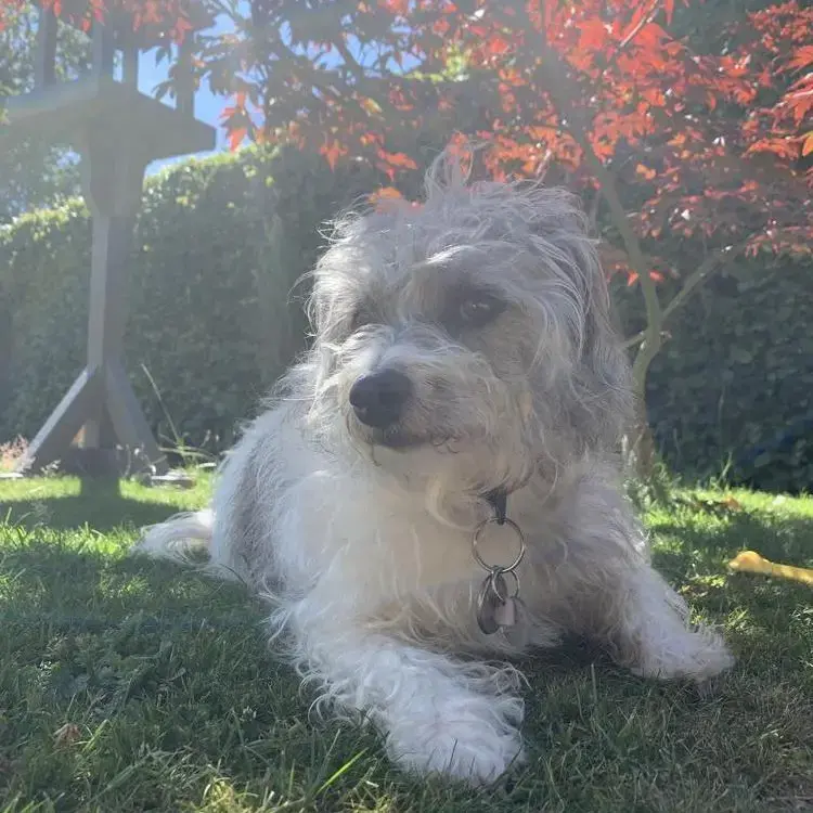 Jack Russell Terrier