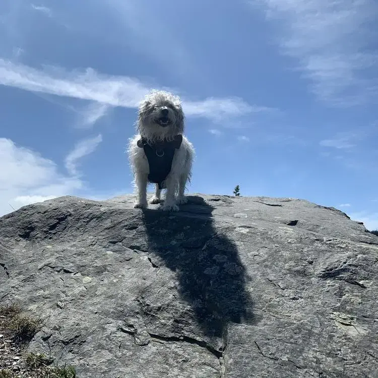 Jack Russell Terrier