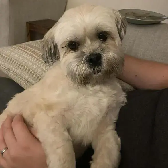 Lhasa Apso