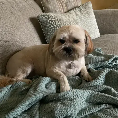 Lhasa Apso