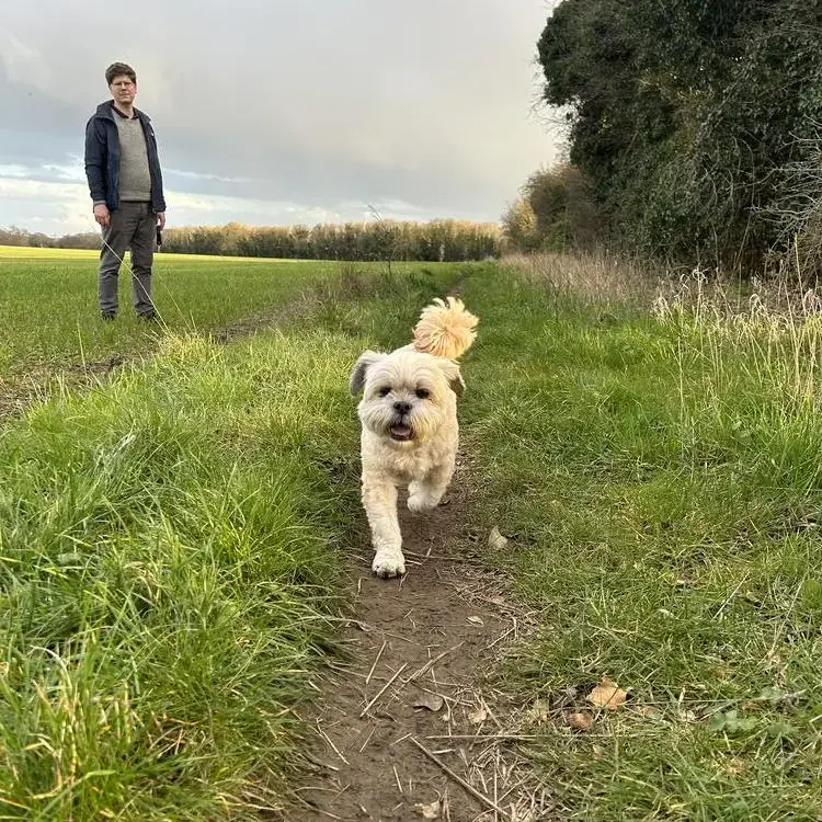 Lhasa Apso
