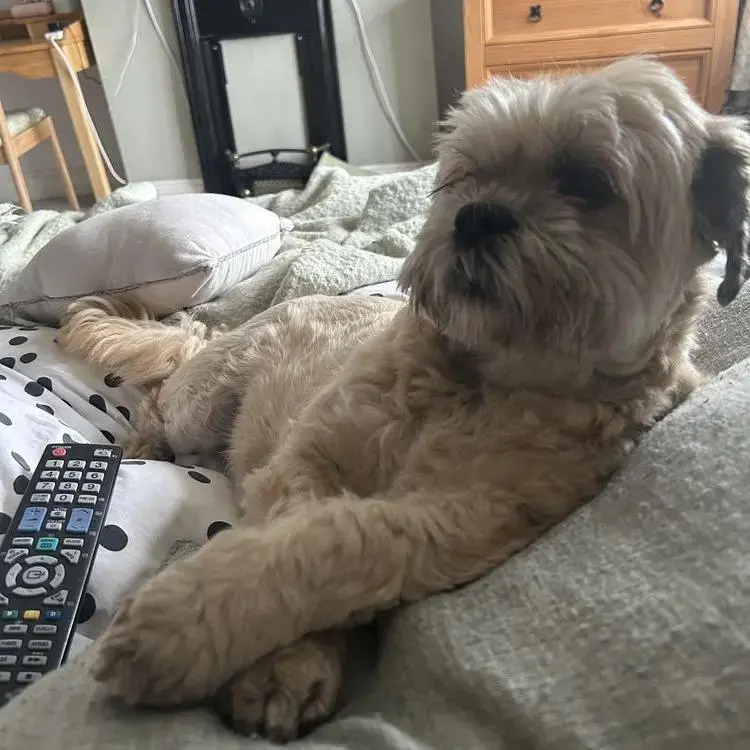 Lhasa Apso