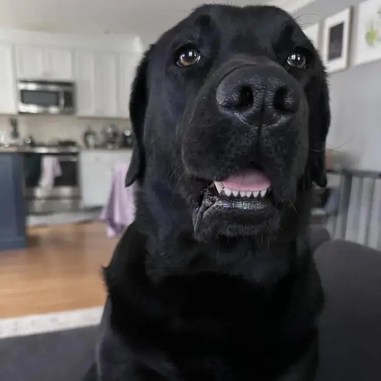Labrador Retriever