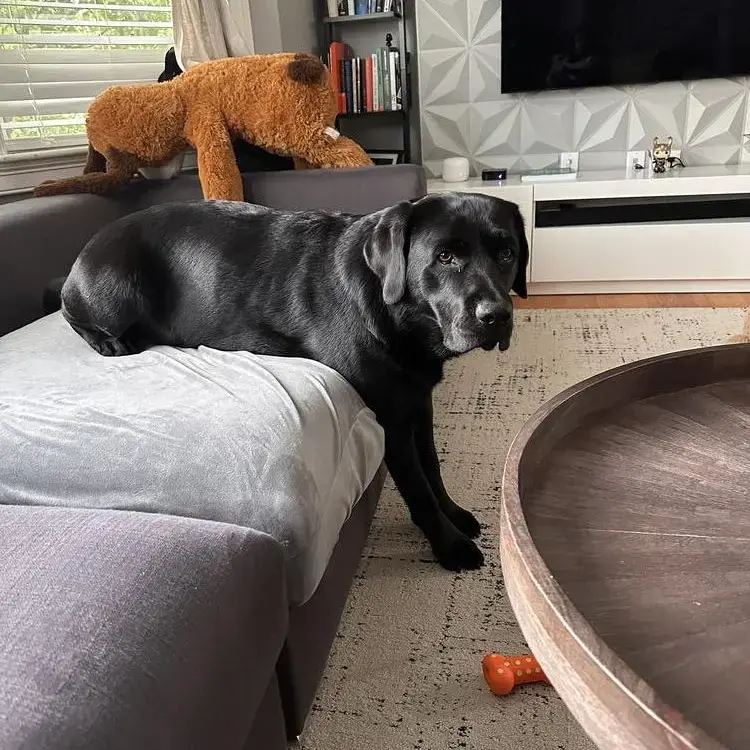 Labrador Retriever