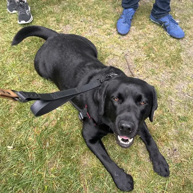 Labrador Retriever