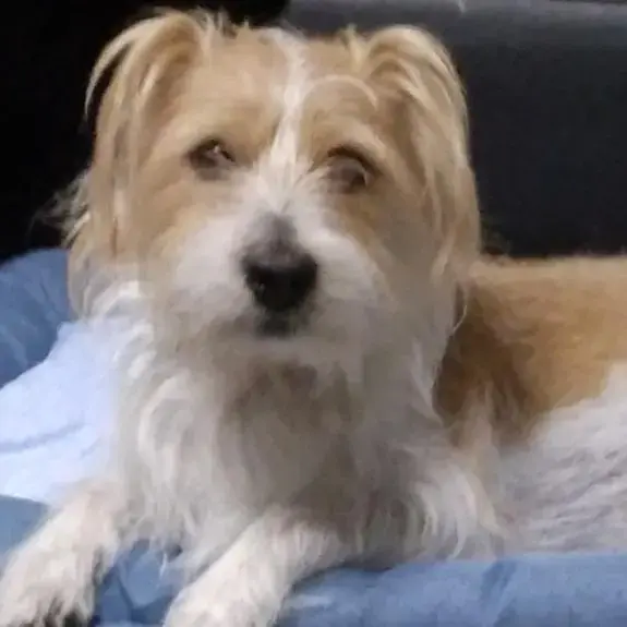 Jack Russell Terrier