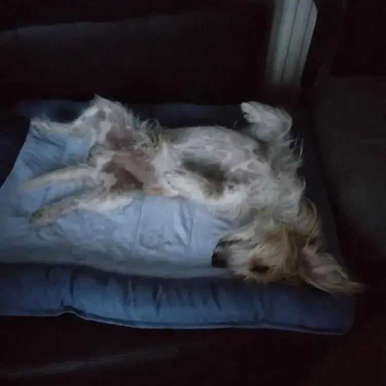 Jack Russell Terrier