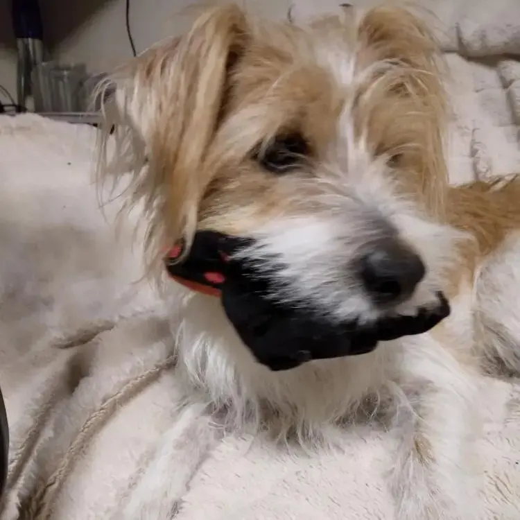 Jack Russell Terrier