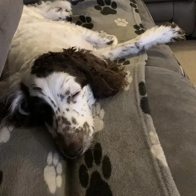 Cockapoo