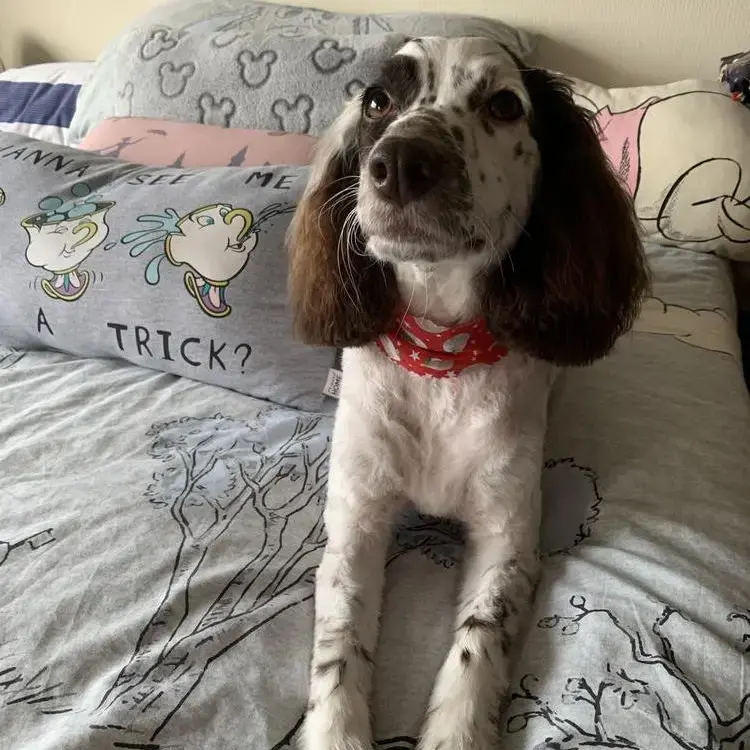 Cockapoo