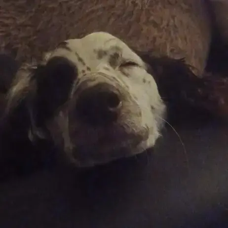 Cockapoo