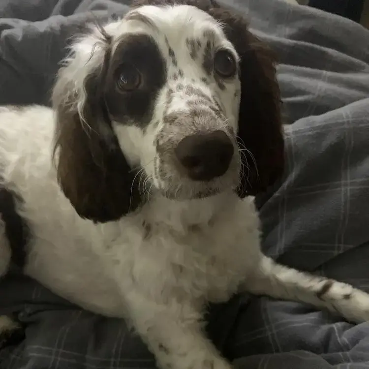Cockapoo