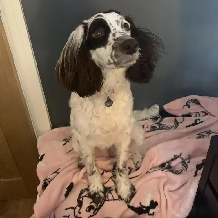 Cockapoo