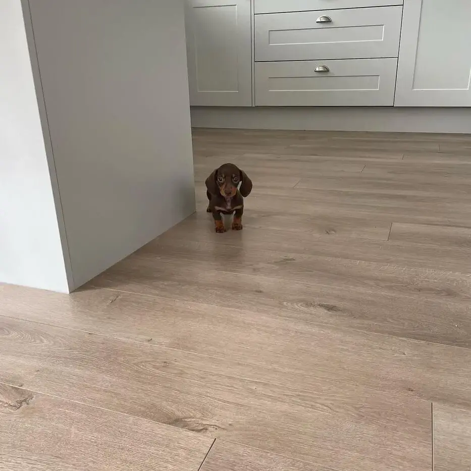 Dachshund (Miniature Smooth-Haired)