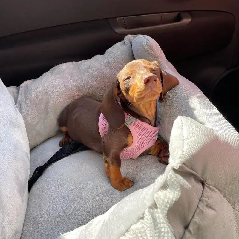 Dachshund (Miniature Smooth-Haired)