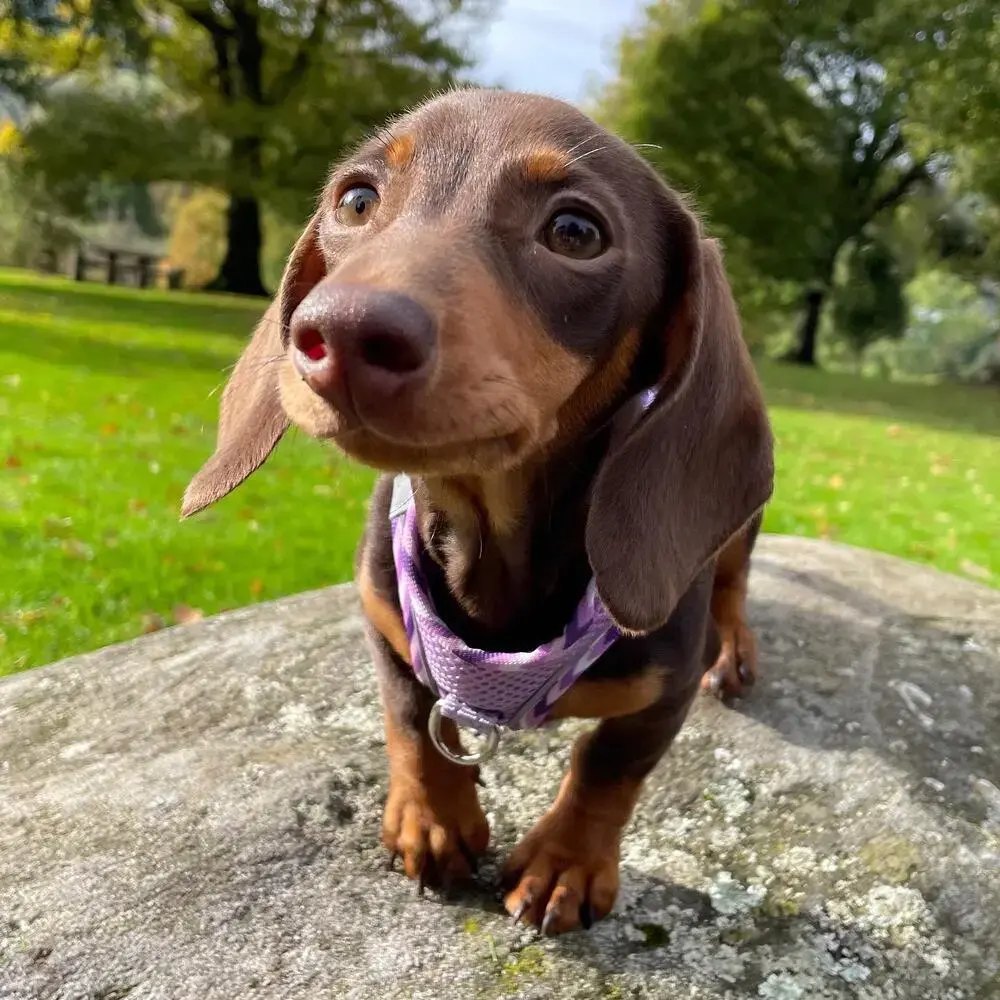 Dachshund (Miniature Smooth-Haired)