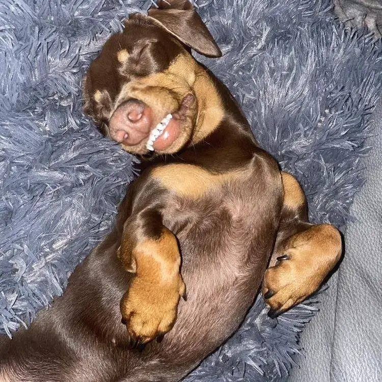 Dachshund (Miniature Smooth-Haired)