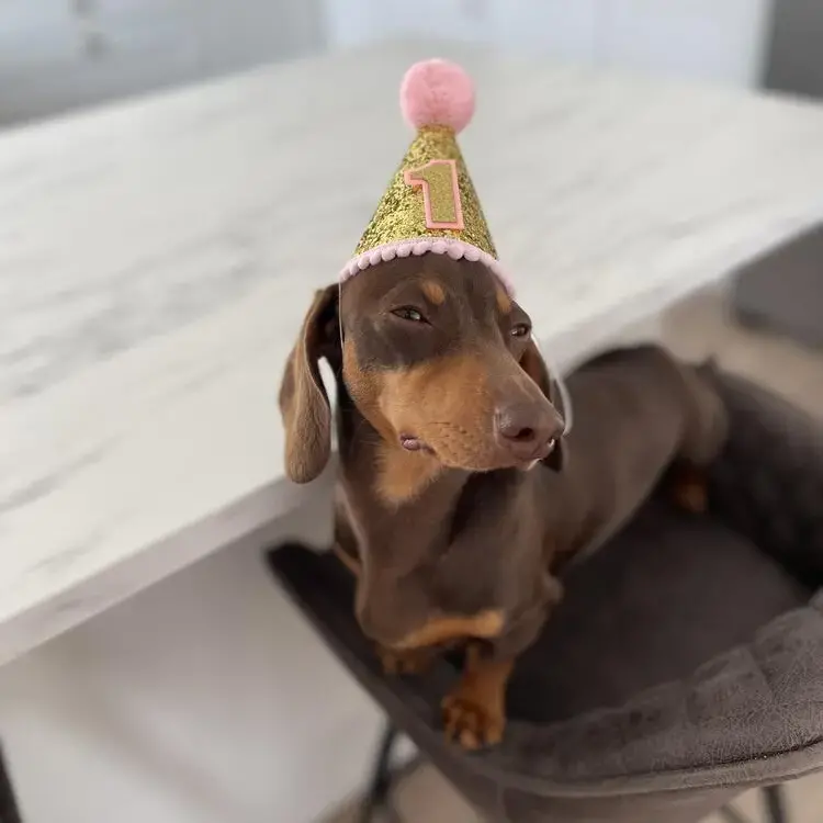 Dachshund (Miniature Smooth-Haired)