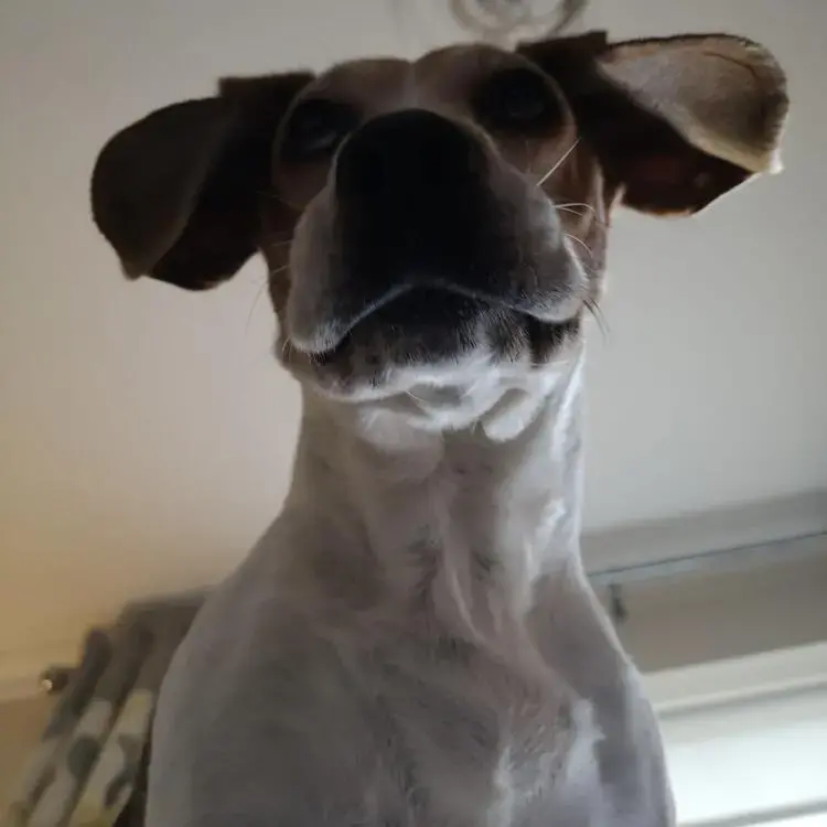 Beagle