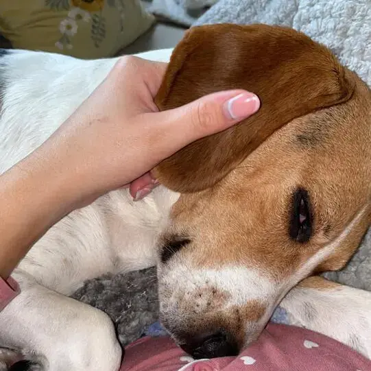 Beagle