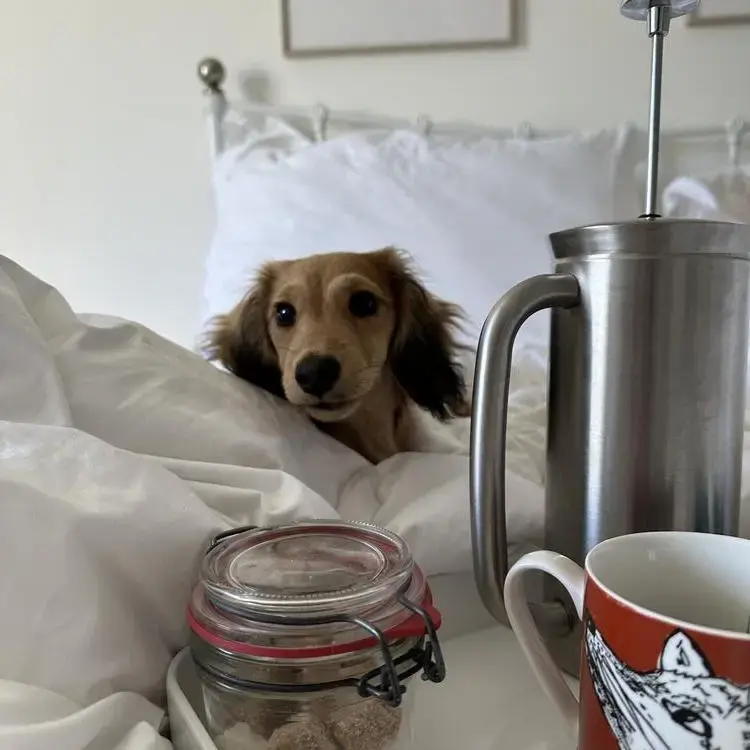 Dachshund (Miniature Long-Haired)