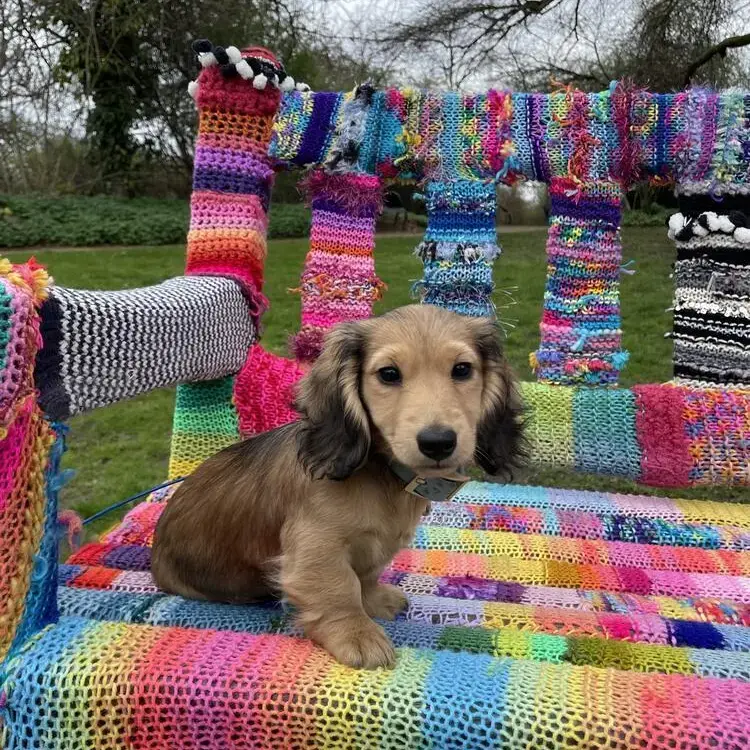 Dachshund (Miniature Long-Haired)
