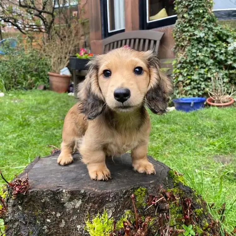 Dachshund (Miniature Long-Haired)