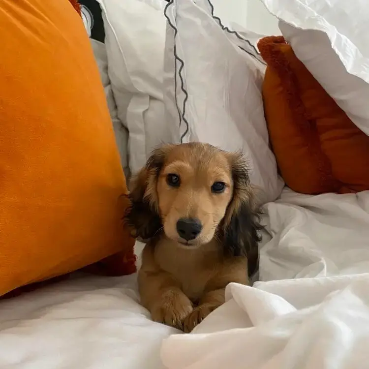Dachshund (Miniature Long-Haired)