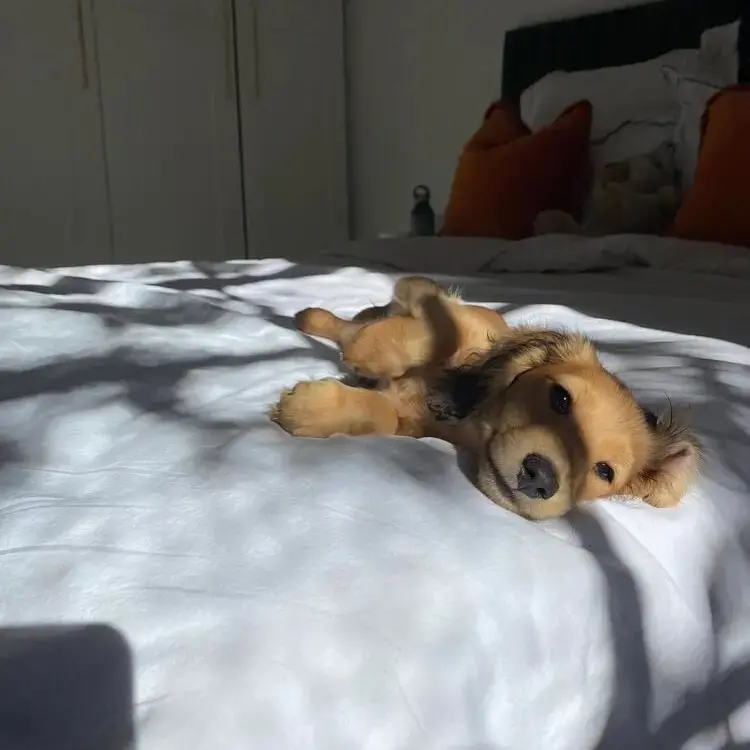 Dachshund (Miniature Long-Haired)