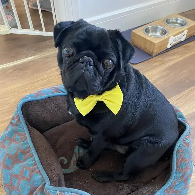 Pug