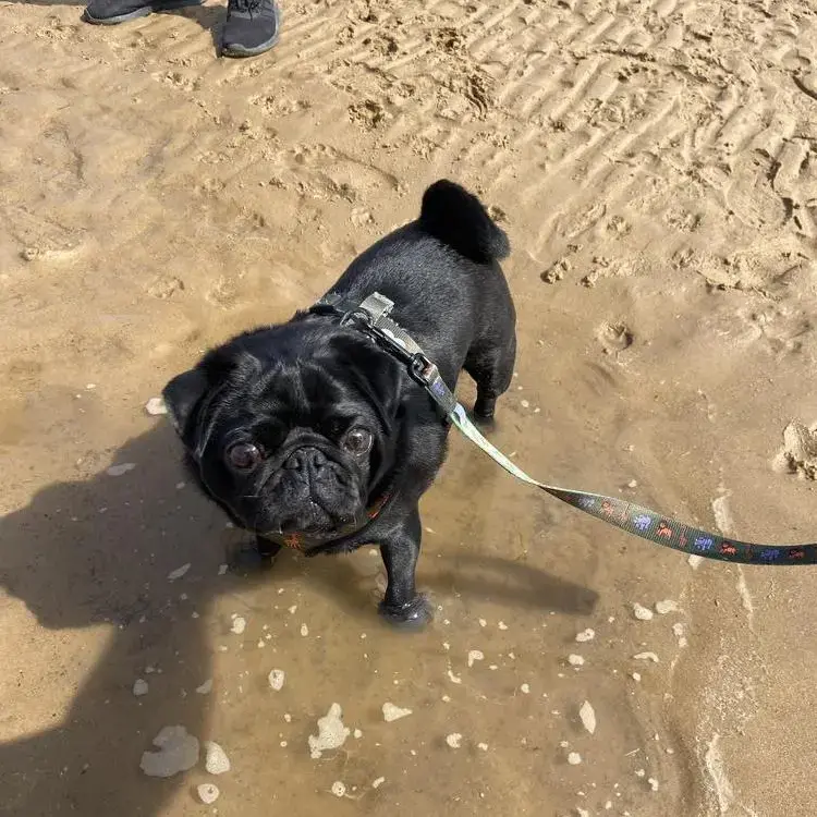 Pug