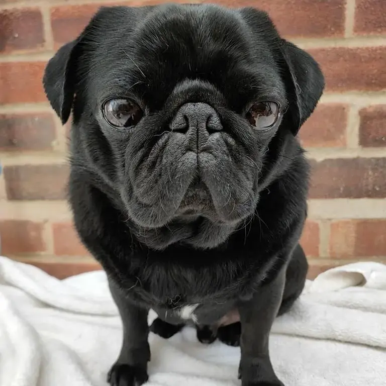 Pug