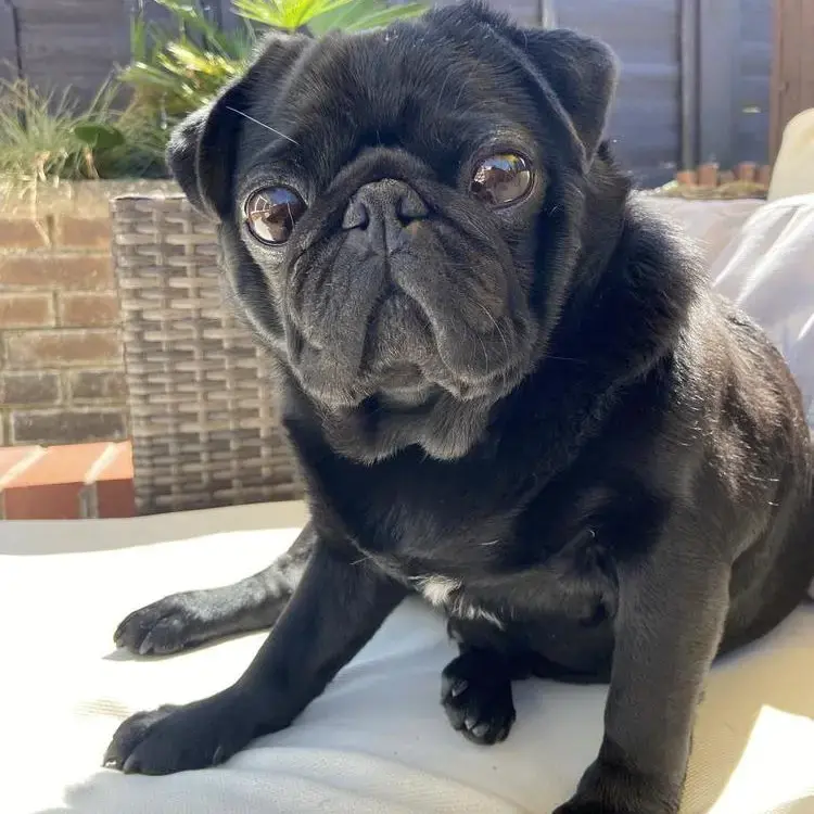 Pug