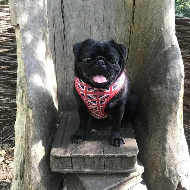 Pug