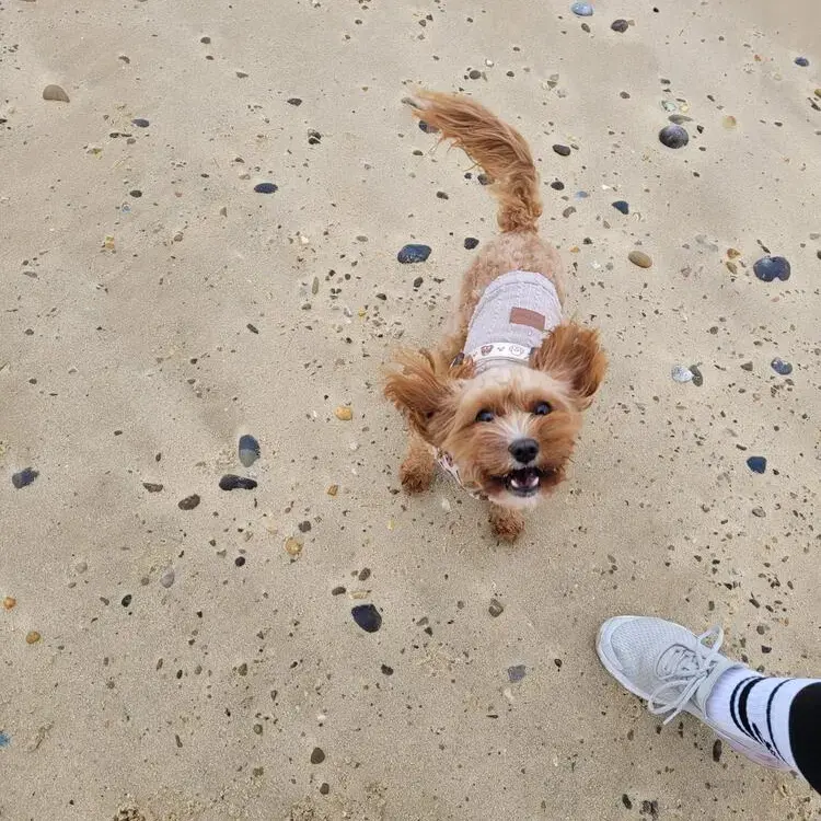 Cavapoo
