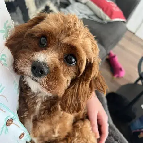 Cavapoo