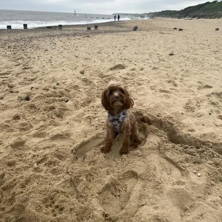 Cavapoo