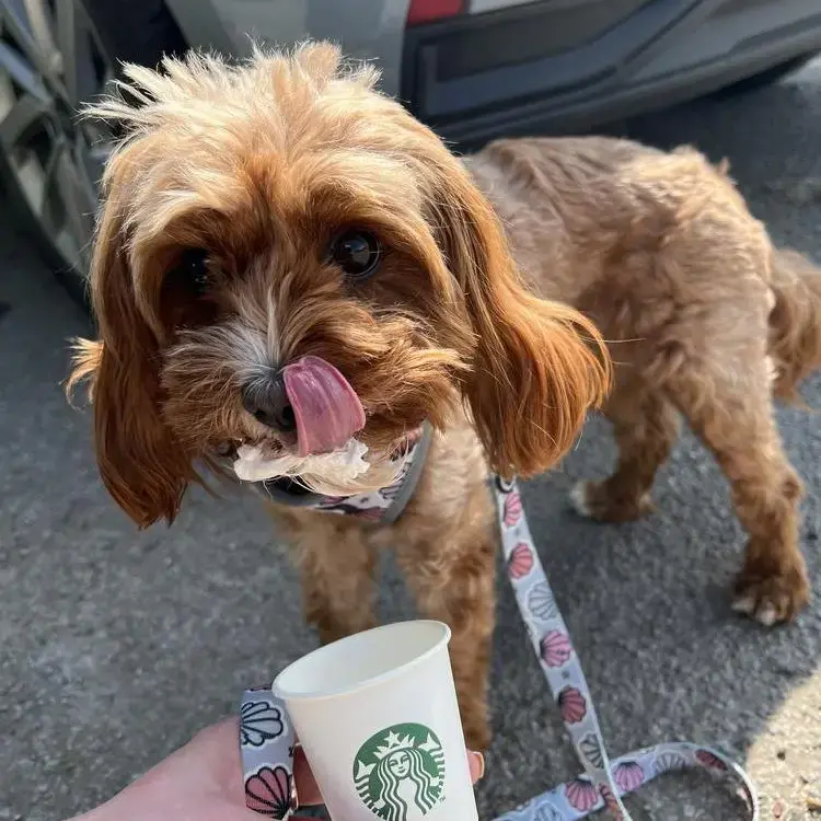 Cavapoo