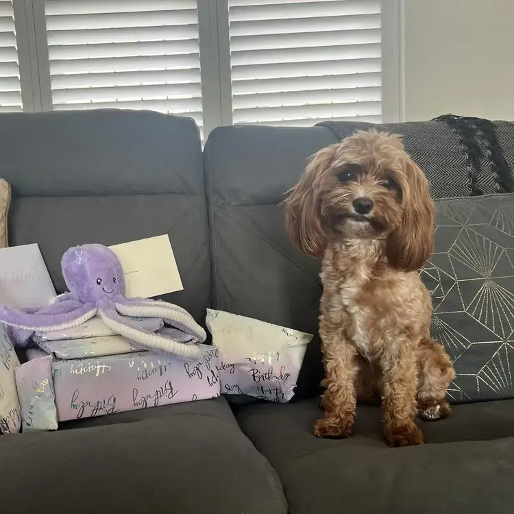 Cavapoo