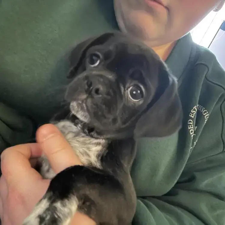 Pug
