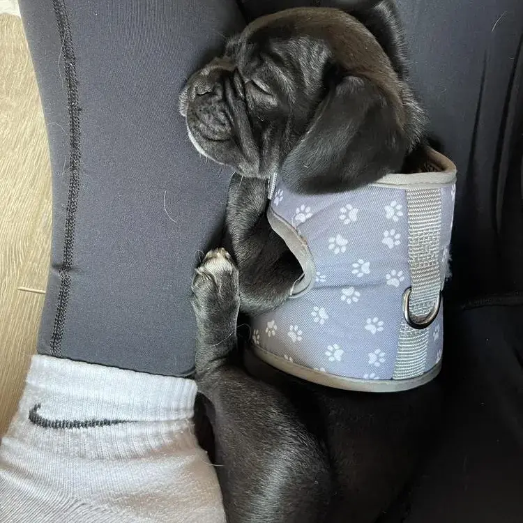 Pug