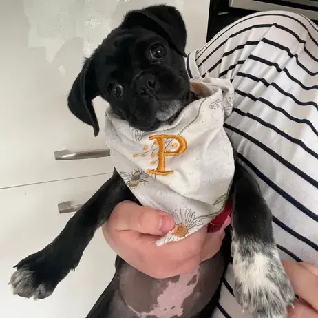 Pug