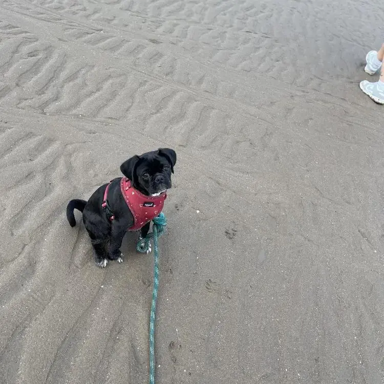 Pug