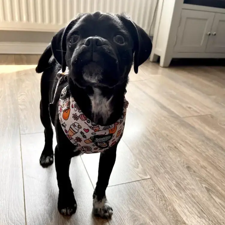 Pug