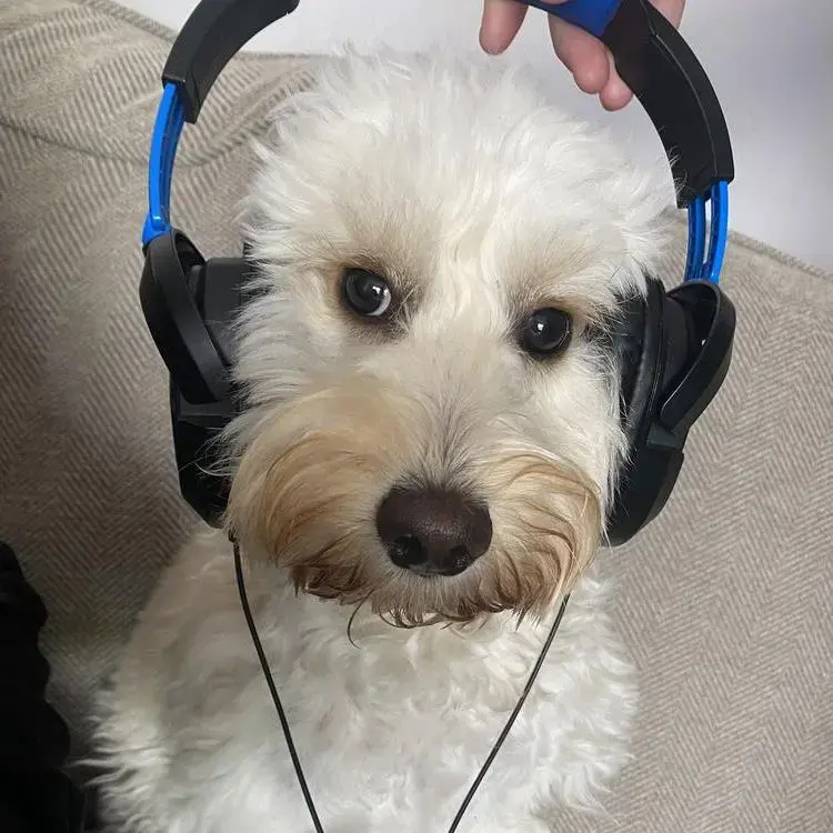 Cockapoo